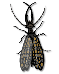 Dobsonfly