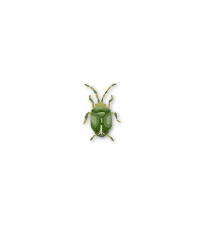 North American Green Stinkbug